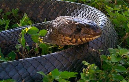 北美蛇王 不是所有蛇都吃蛇,但吃蛇的都叫王蛇