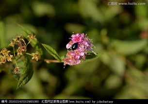 紫红色的花为什么叫黑矢车菊 信息评鉴中心 酷米资讯 Kumizx Com