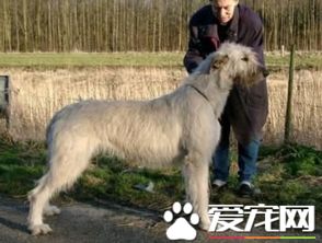 苏格兰猎鹿犬价格 一般价格在1000到6000元