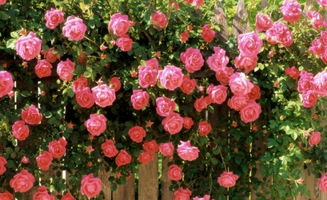 玫瑰花的种植技术,玫瑰花的养殖方法和注意事项 