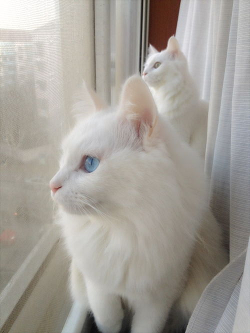 猫小白 猫小yo的猫生 