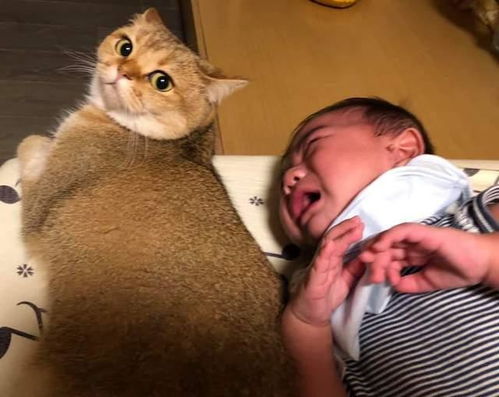 猫咪似乎不喜欢新生宝宝,但宝宝大哭时它的行为太暖心