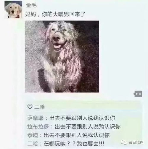 狗狗为什么冲人叫