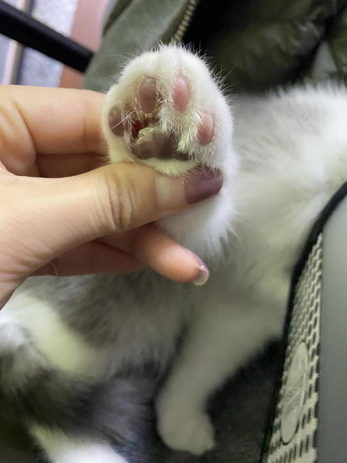 爪子上的猫癣治疗日记 