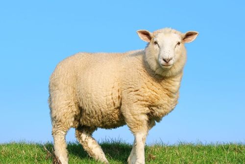十二生肖出生运势解析,几时出生的属羊人,总能得到上天眷顾