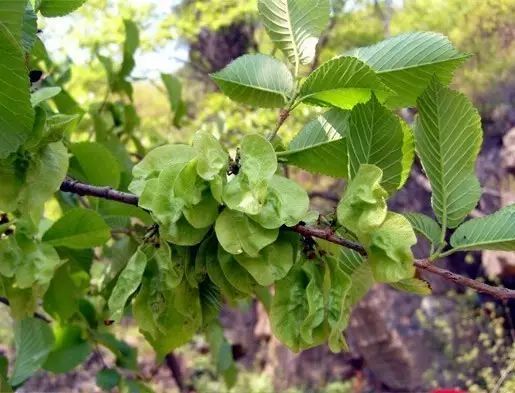 您期待的 野菜君 已到达现场,错过了就再等一年 