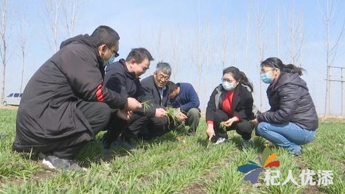 新泰市农技专家深入田间 指导小麦返青期管理