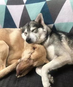 世界上最命硬的狗狗,在被枪杀17次后,最终成为一只传奇狗
