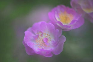 古诗描述蔷薇花的诗句