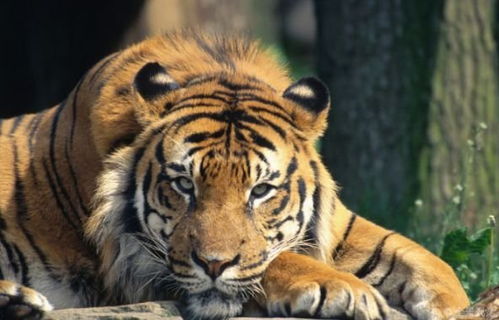 74年生肖虎的毕生寿命 过了46岁是苦是甜 一切都是定数