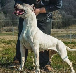 世界上最古老的犬种,波音达猎犬有三百年历史,而它是山中的大王