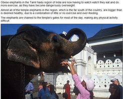 印度寺庙大象因过度肥胖开始运动节食减肥