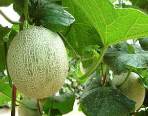 哈密瓜种植的方法和注意事项,哈密瓜种植技术选瓜留瓜