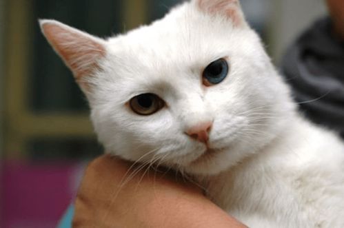 猫咪黄疸的原因及治疗方案
