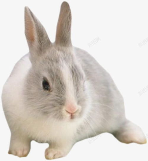 小白兔 小白兔素材 