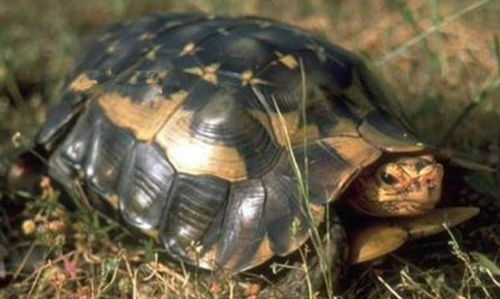 今天小编给大家介绍一种会 夏眠 的宠物 洛帕蒂折背陆龟