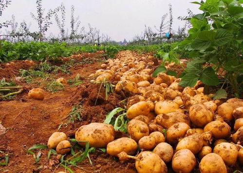 马铃薯种植为什么要脱毒,马铃薯主要检疫性害虫是