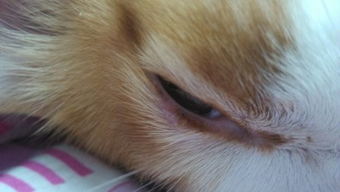 猫咪眼皮上面有肿块 