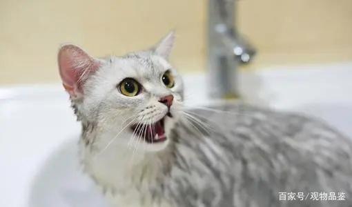什么能代替猫沐浴露,猫用人的沐浴露洗澡会怎样呢