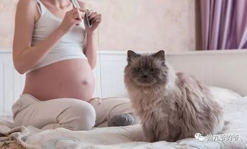 猫九爷 谁说孕妇不能养猫