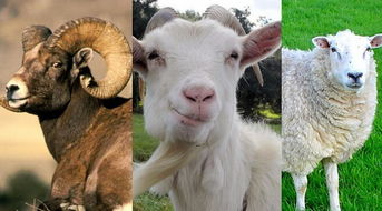 羊年的羊到底是山羊 绵羊 还是喜羊羊 
