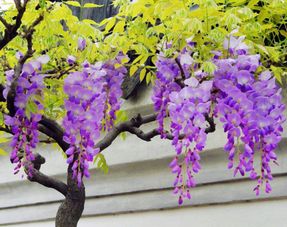 关于紫藤花优美的诗句