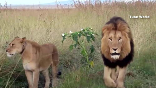 狮子之战 什么动物可以打败狮子 