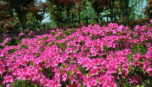 杜鹃花好养吗