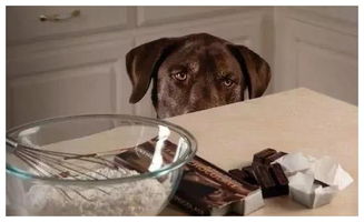 狗吃巧克力会中毒,为什么有的狗没事