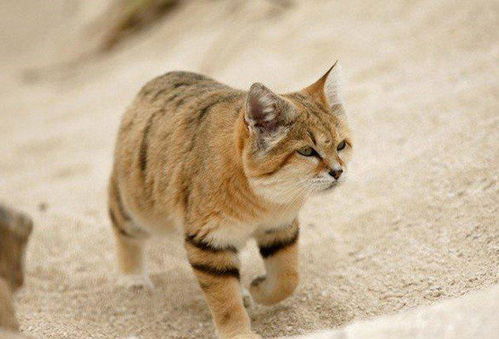 比家猫小一点,样子萌一点的沙丘猫