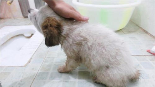 出生两个月的狗宝宝第一次洗澡,超级乖 