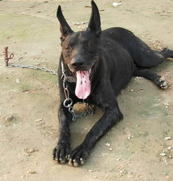 近期中华黑狼犬价格,中华黑狼犬幼犬价格