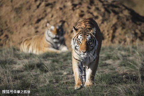 属虎本命年在几月出生最不好 2022年属虎幸运数字是什么