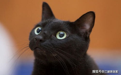 你身边有人养黑猫吗 为什么很少看到黑猫的身影