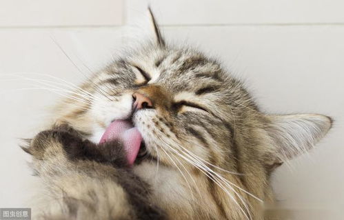 猫舌头只管吃喝或梳理 其实,猫舌头行为变化能反映其健康状态