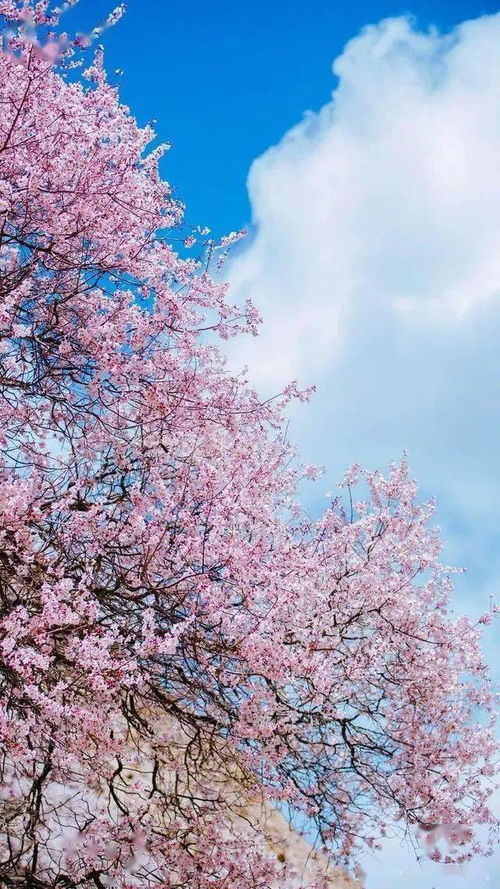 三月林芝桃花节 西藏的春天从林芝开始