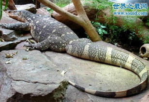 非洲最大的蜥蜴,尼罗河巨蜥 体长2米 