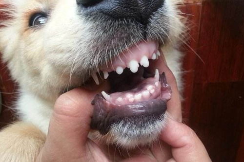 狗狗长了双排牙 一岁之前可以尝试矫正,一岁之后就只能拔掉啦
