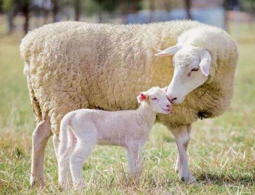 羊怀孕几个月生小羊羔 怀孕母羊怎么喂养 本文讲解很详细