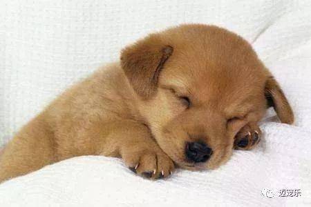小狗在冬天睡觉怎么给它们保暖