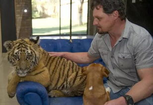 真实版 美女与野兽 土豪在家里养了3只老虎,结果 最后意外了 