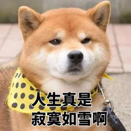 柴犬 专业生产各种表情包 