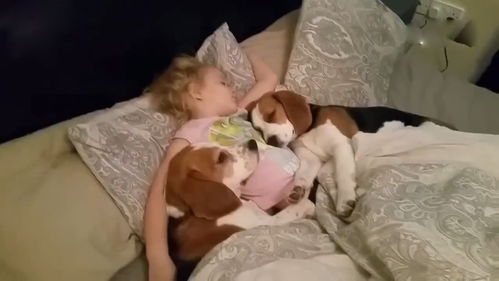 狗狗跟小女儿一起赖床,这一幕看着好甜,突然觉得还是生女儿好 