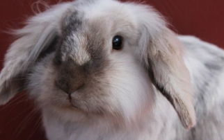毛用型兔品种安哥拉兔多少钱一只 好养吗