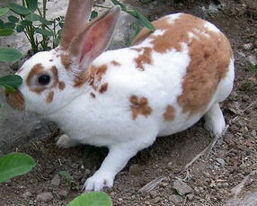 广汉獭兔养殖场 獭兔最新价格
