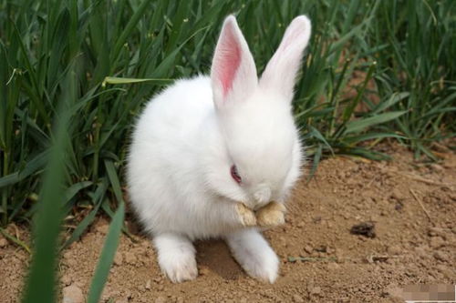 兔兔兔 4月21日要 留意 这个人,他是你未来的大贵人