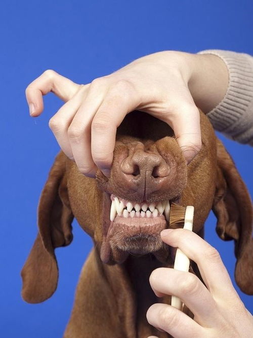 狗狗牙齿上褐色或黑色的东西是什么 怎么预防和清除