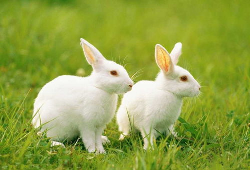 十二生肖动物之一,兔子