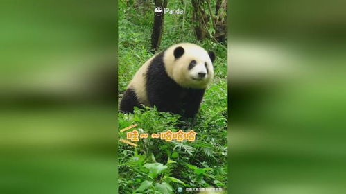 大熊猫确实能听懂人话 有视频为证