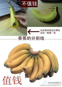 香蕉和芭蕉的区别？香蕉和芭蕉的区分